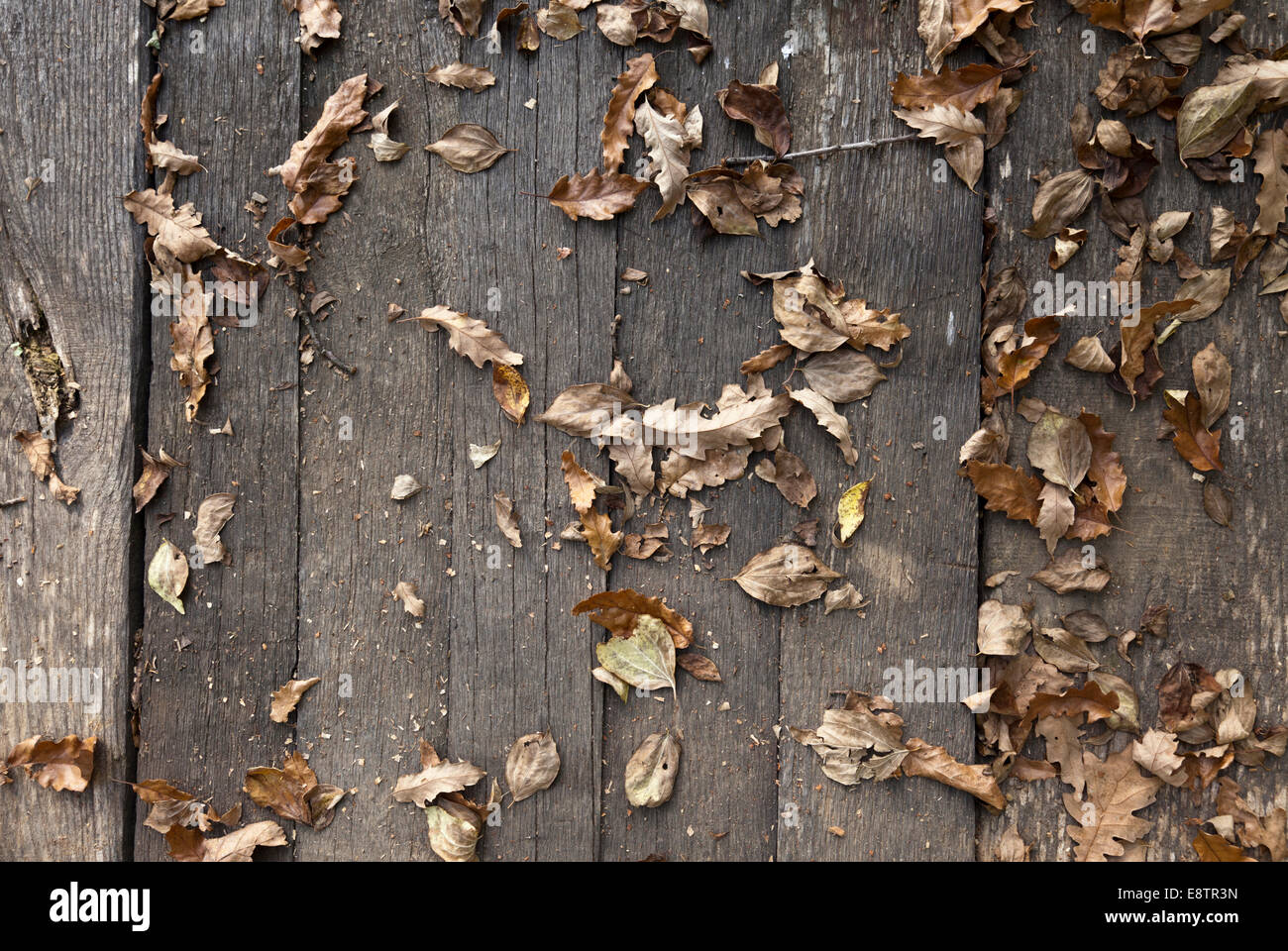 wooden background close up in nature Stock Photo