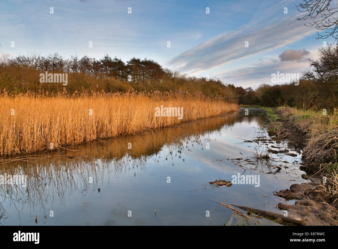 Reed Bed; Wadebridge; Cornwall; UK Stock Photo Alamy
