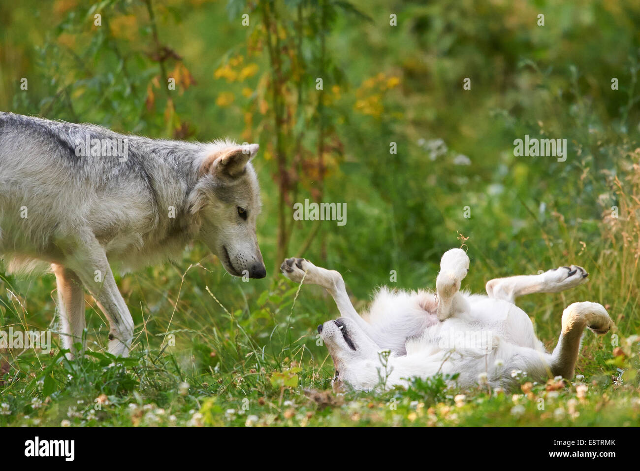 2 gray wolf or grey wolves (Canis lupus) playing in the grass Stock Photo