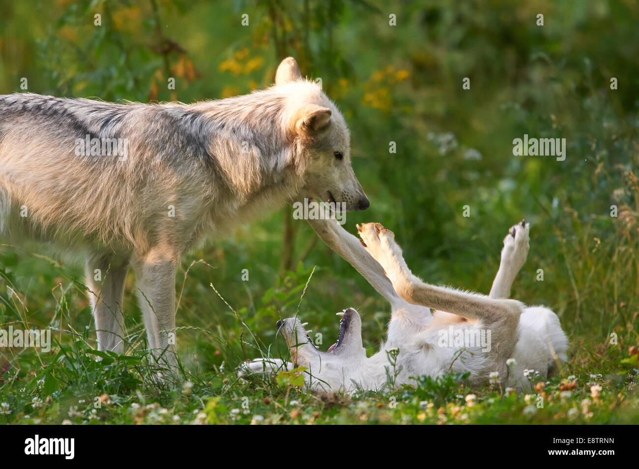 2 gray wolf or grey wolves (Canis lupus) playing in the grass Stock Photo