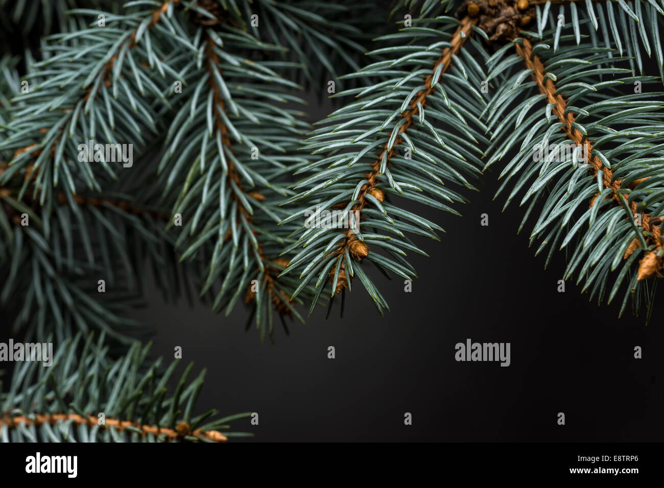 Christmas tree isolated on the black background Stock Photo - Alamy