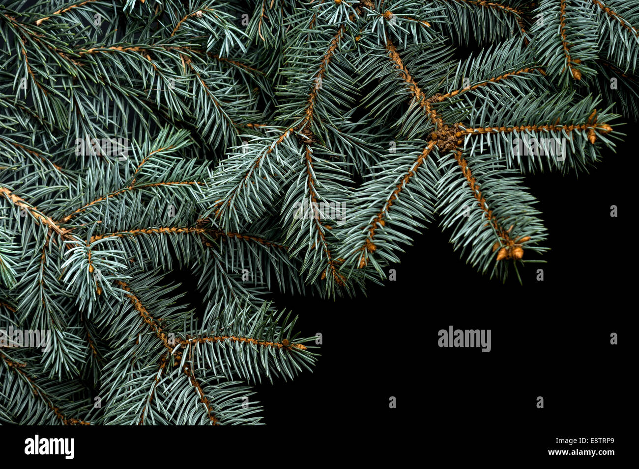 Christmas tree isolated on the black background Stock Photo - Alamy