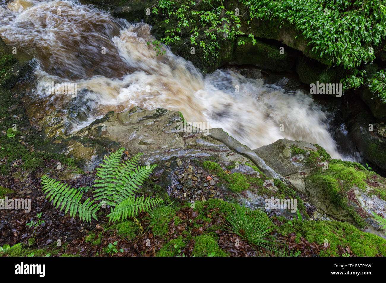 Ferns growing alongside River Clydach, Clydach Gorge, Wales, UK Stock Photo