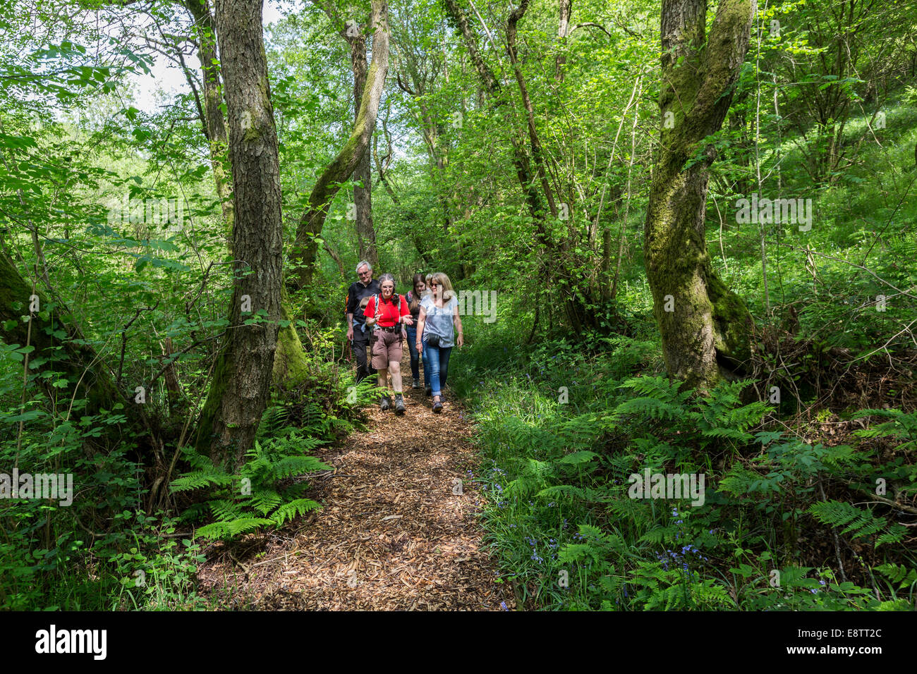 Group of walkers in nature reserve, Bryn Arw, Abergavenny, Wales, UK Stock Photo