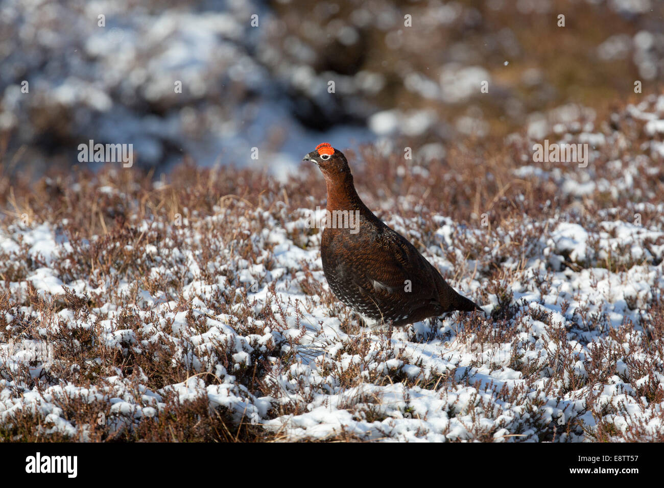 Red Grouse; Lagopus lagopus; Male; Scotland; UK Stock Photo