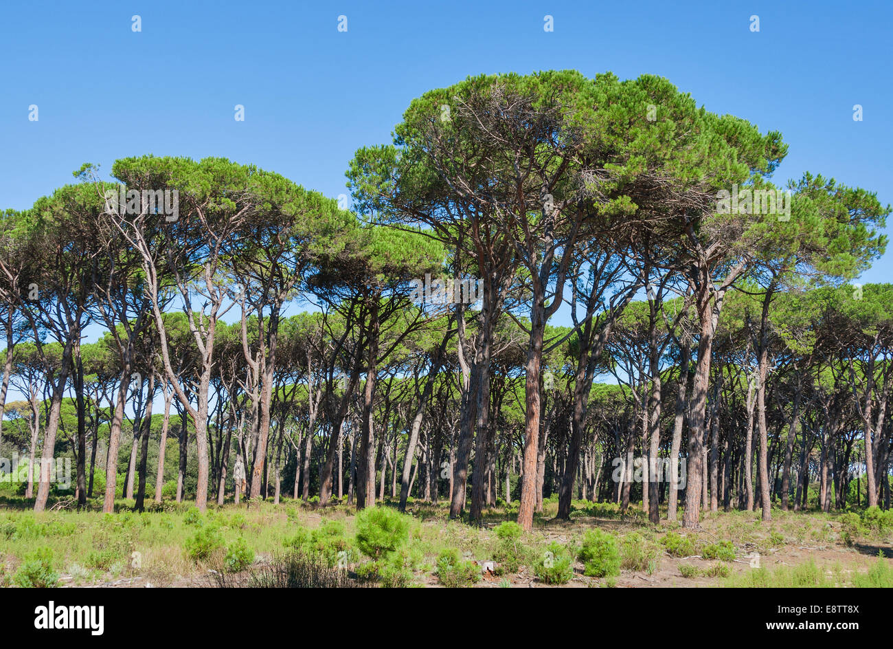 Tuscany forest landscape with parasol pines, Italy Stock Photo
