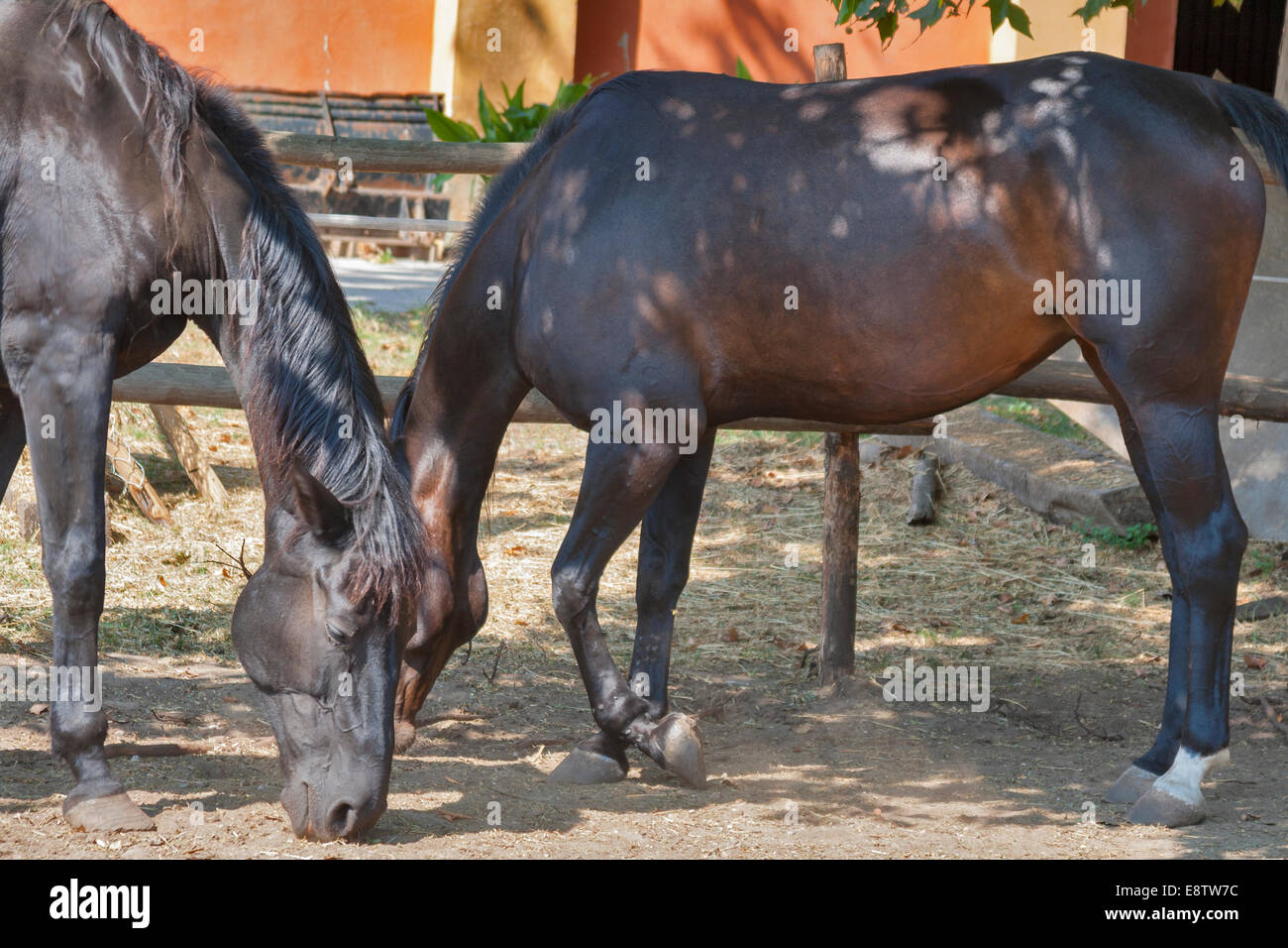 couple of black and brown horses closeup. tuscany, italy Stock Photo