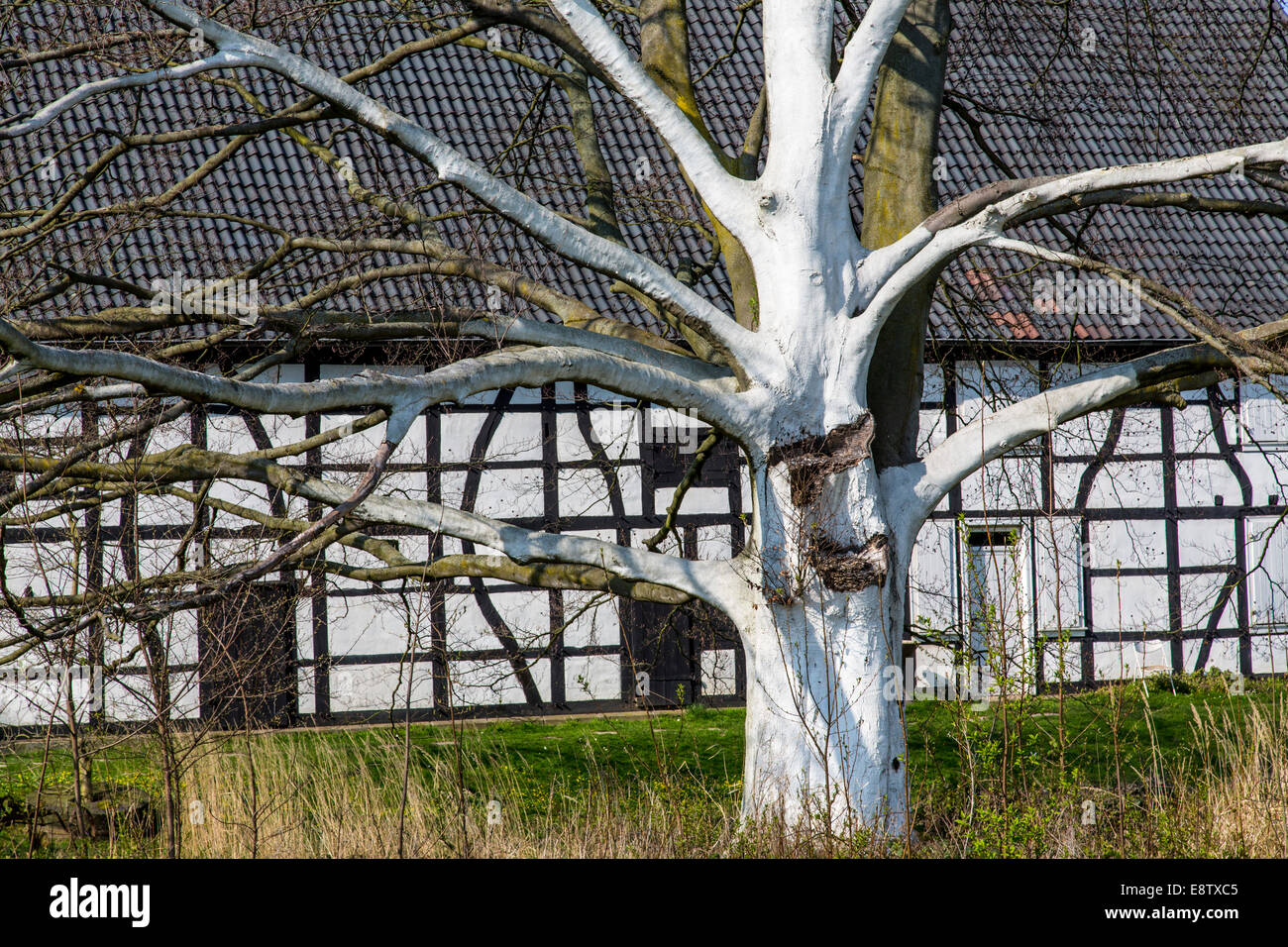 old half-timbered farmhouse with a white painted tree in front Stock Photo