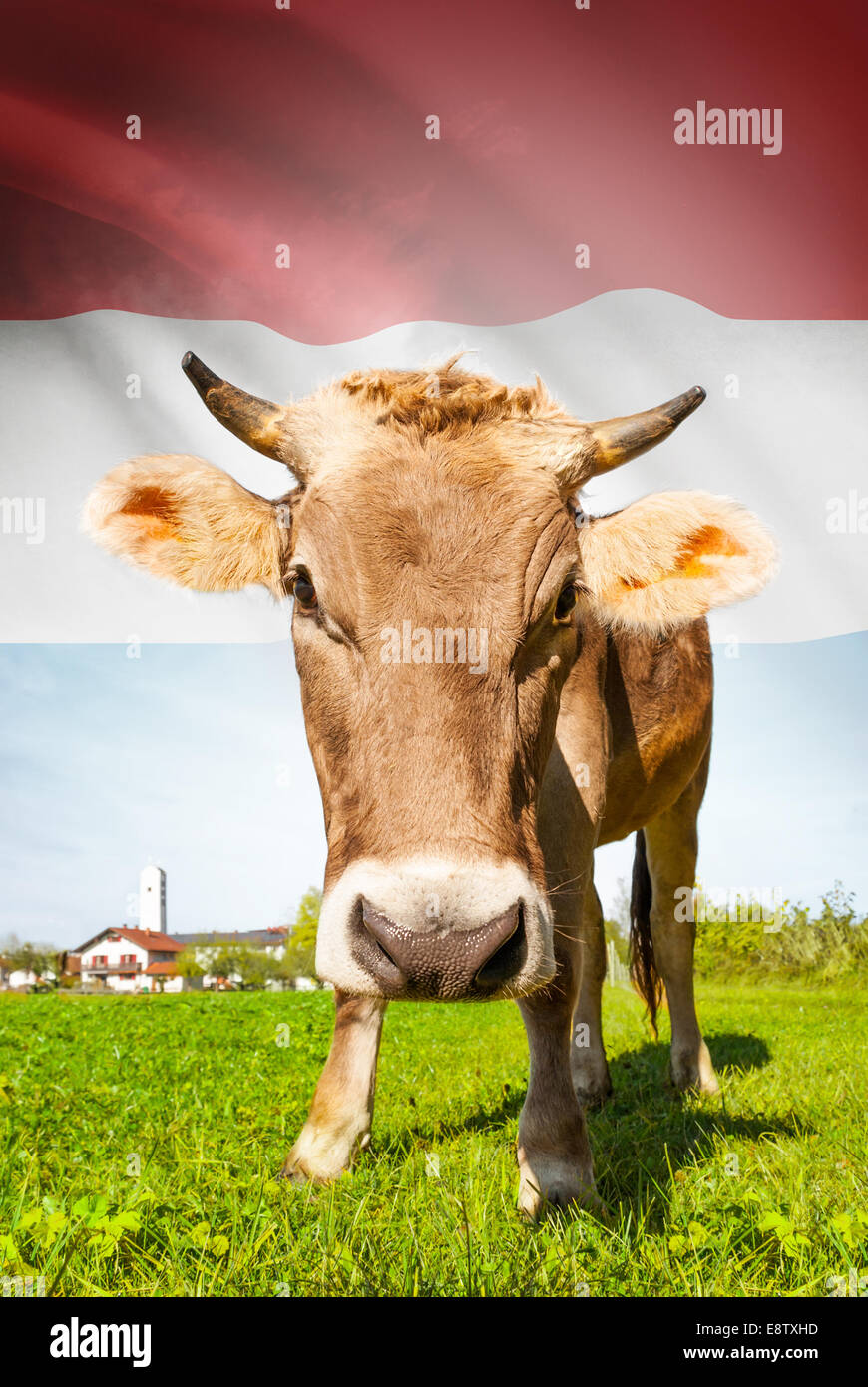Cow with flag on background series - Luxembourg Stock Photo - Alamy