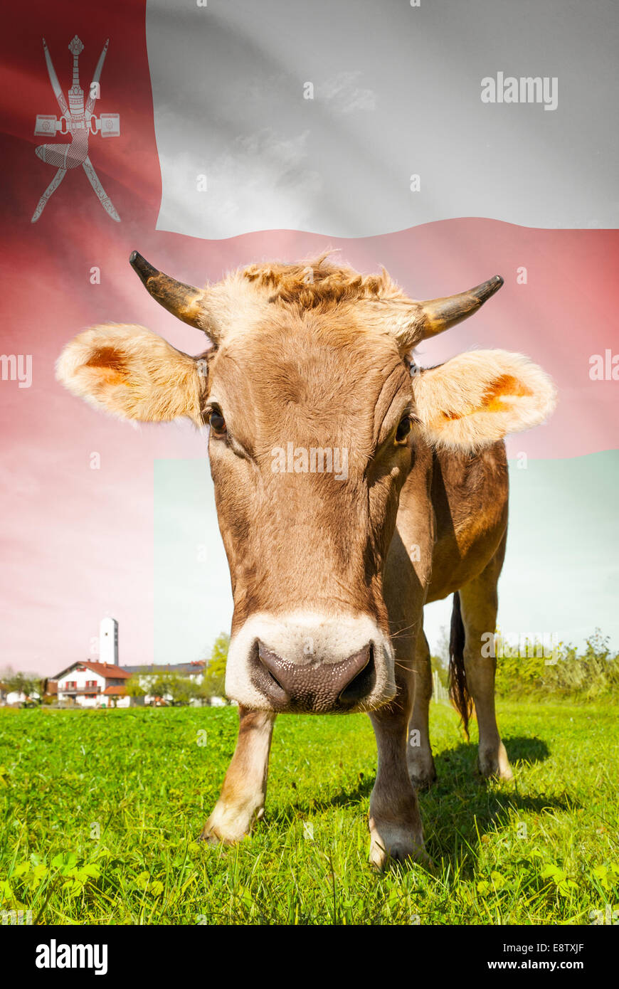 Cow with flag on background series - Oman Stock Photo
