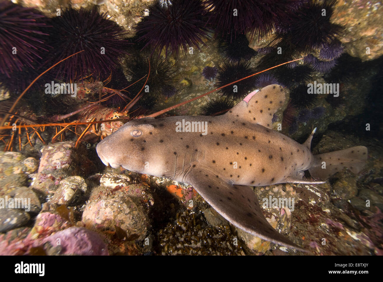 Underwater Hornshark hunting lobster Stock Photo Alamy