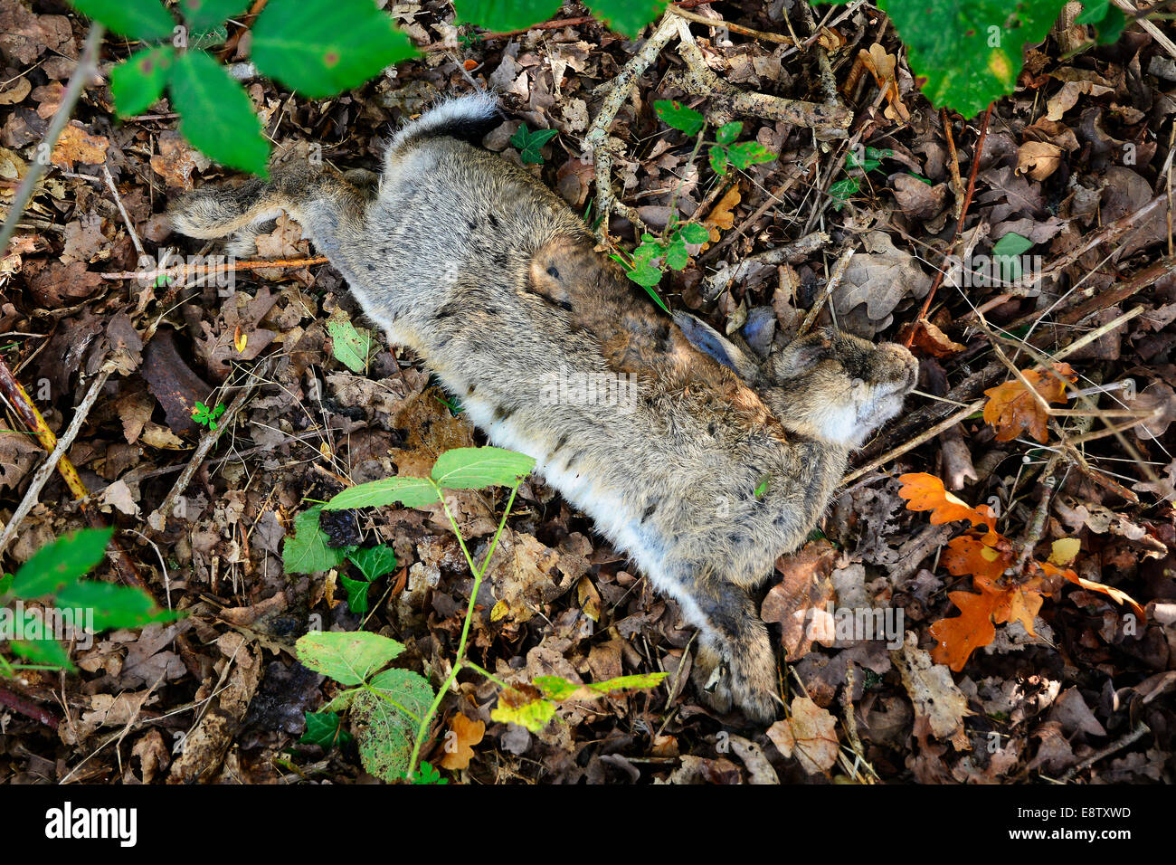 A dead rabbit in The New Forest, Hampshire, 2014 Stock Photo Alamy