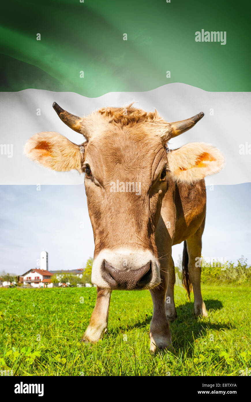 Cow with flag on background series Sierra Leone Stock Photo Alamy