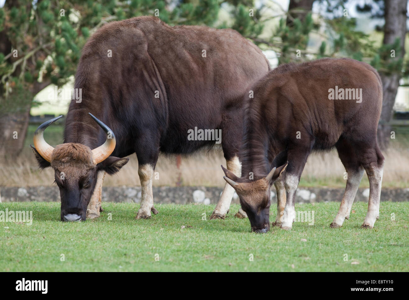 Gaur or Indian Bison, (Bos gaurus). Largest of all wild cattle. Native to south and southwest Asia. Here in Whipsnade Zoo (ZSL), Stock Photo