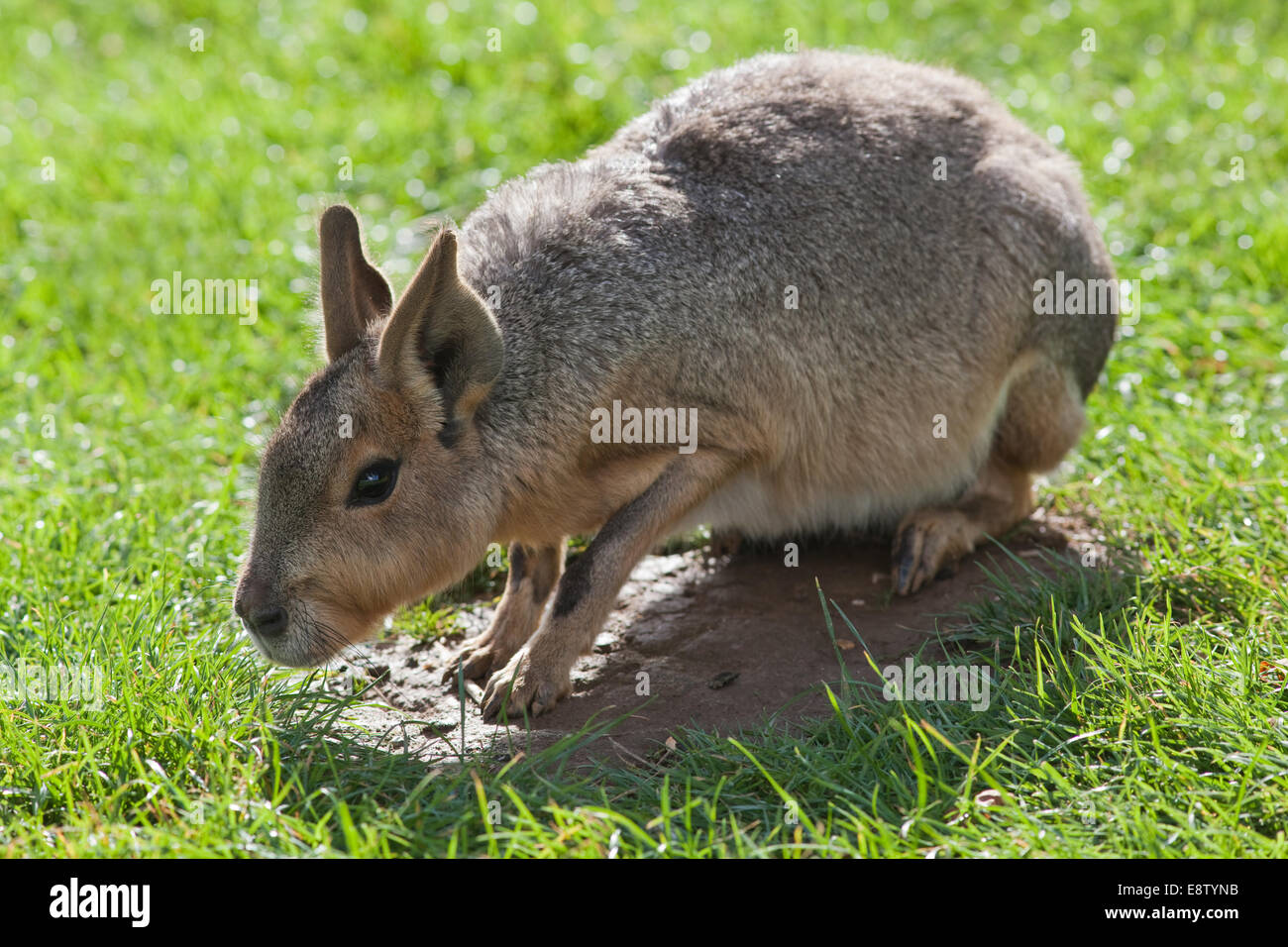 Mara, or Patagonian Hare (Dolichotis patagonum). Behavioural stance; 'mild submission' or 'invitation' to another. Squatting. Stock Photo
