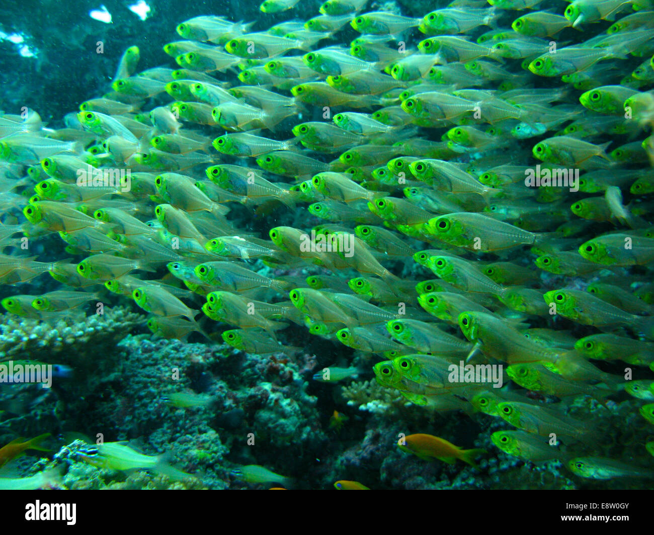 Shoal of fish scuba diving trip Maldives Stock Photo Alamy