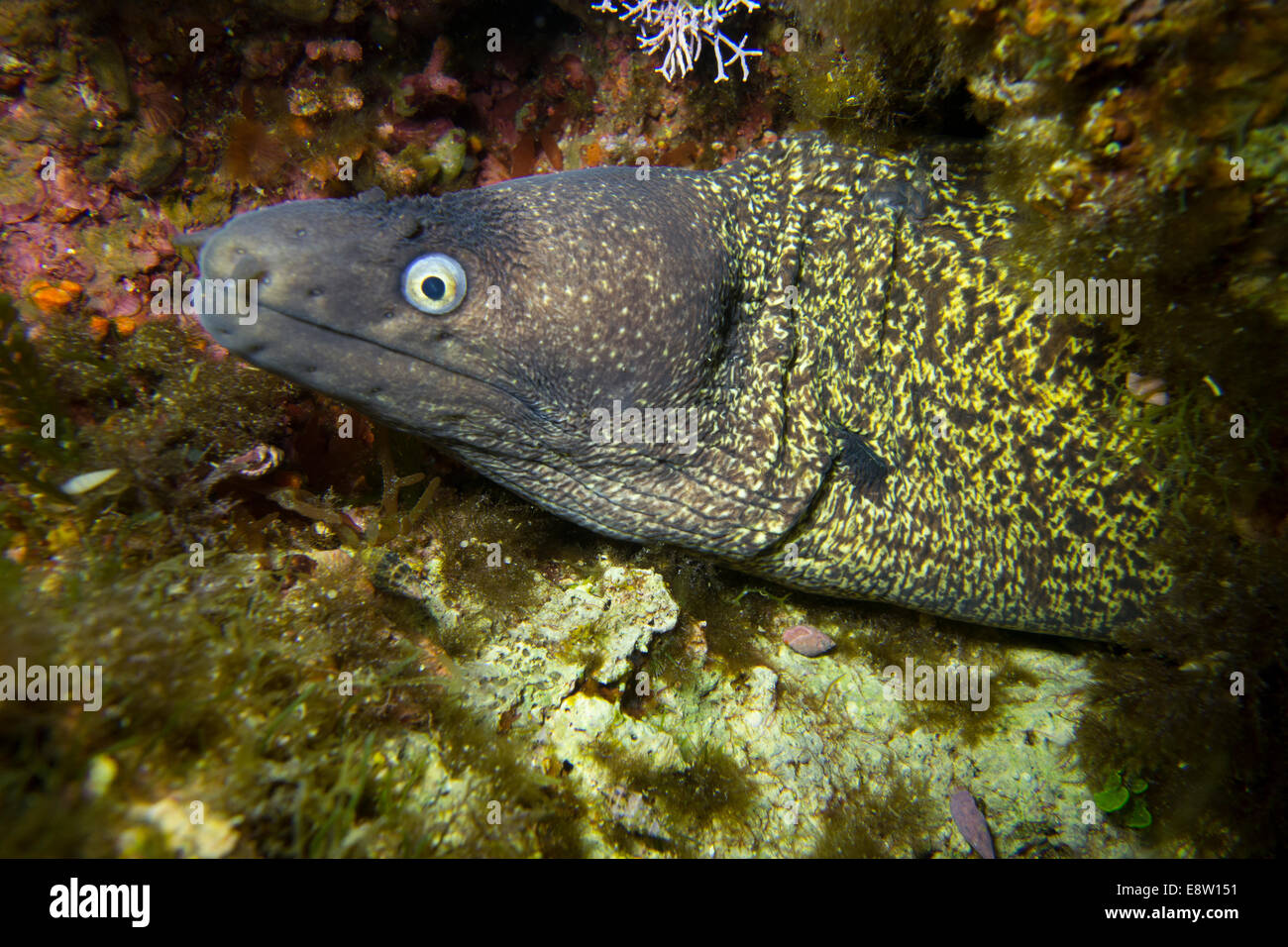 Portrait of a Mediterranean Moray eel (Muraena helena) Stock Photo