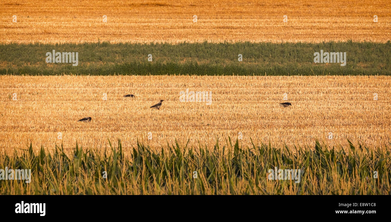 Crows and countryside Stock Photo