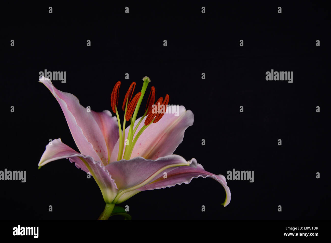 pink lily on a black background Stock Photo - Alamy