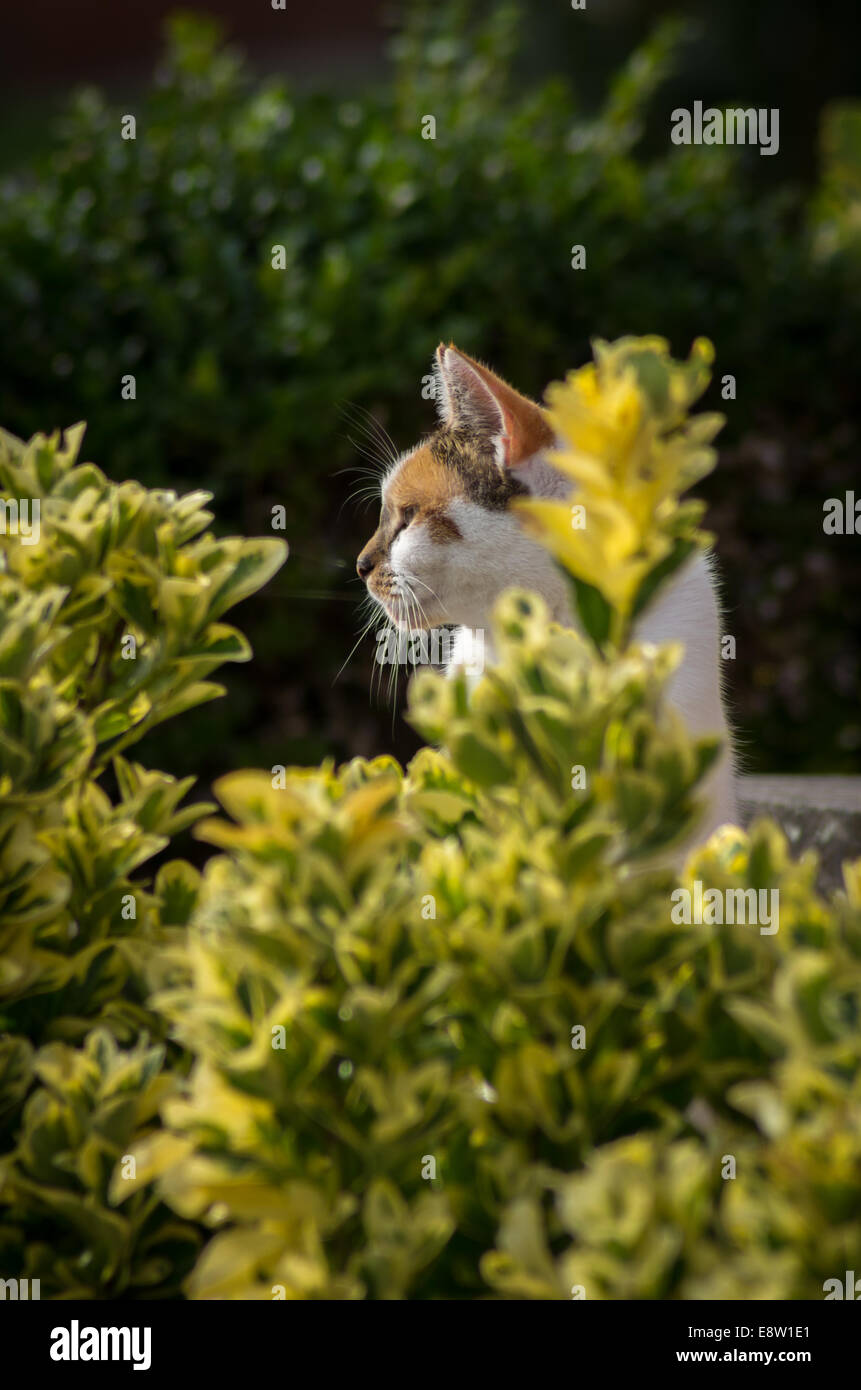 Feline Portrait Stock Photo