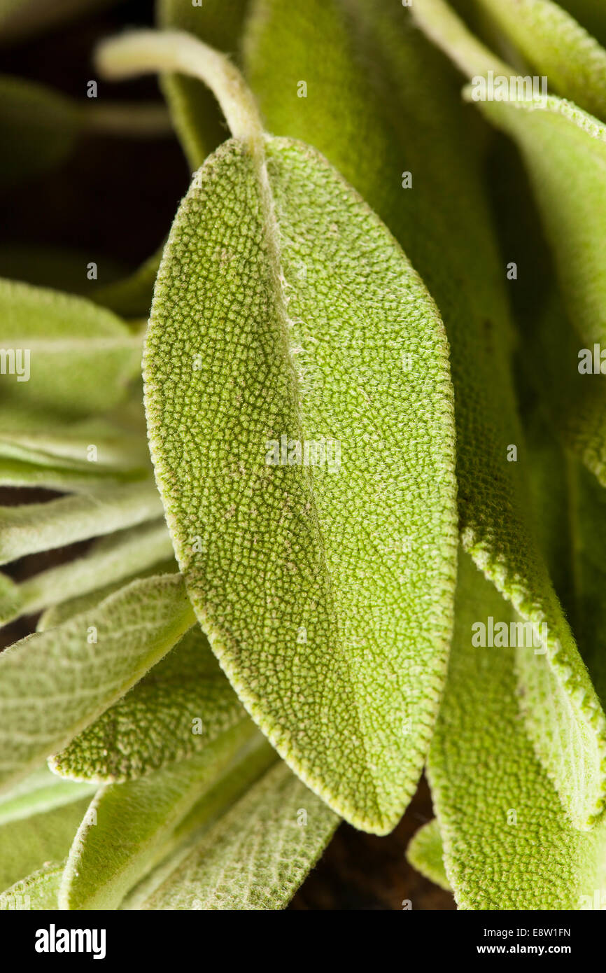 Raw Green Organic Sage on a Background Stock Photo