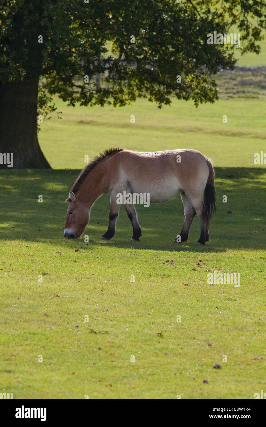 Przewalski's or Mongolian Wild Horse (Equus przewalskii).  Grazing within a spacious enclosure. Critically Endangered. Stock Photo