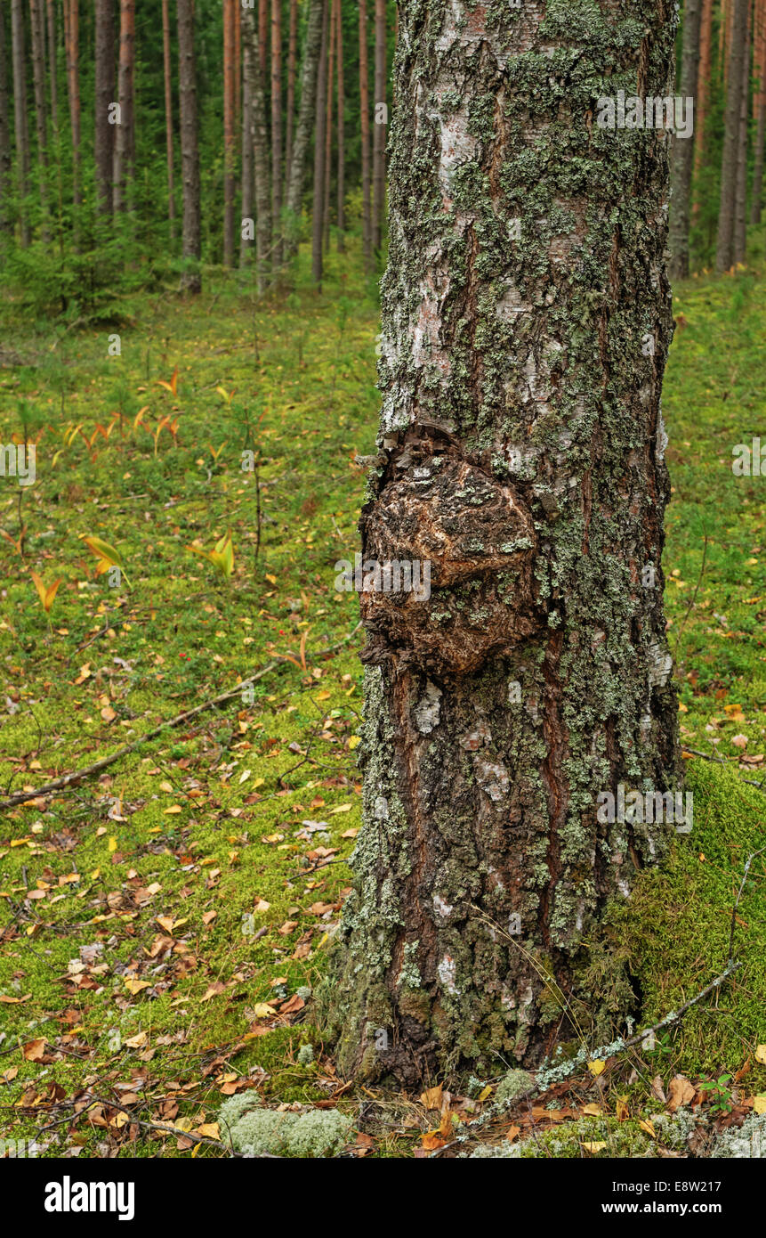 Birch in pine forest. Stock Photo
