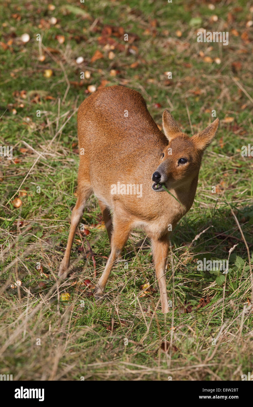 Chinese Water Deer (Hydropotes inermis). Female eating fallen Horse Chestnut fruits (Aesculus hippocastanum). Stock Photo