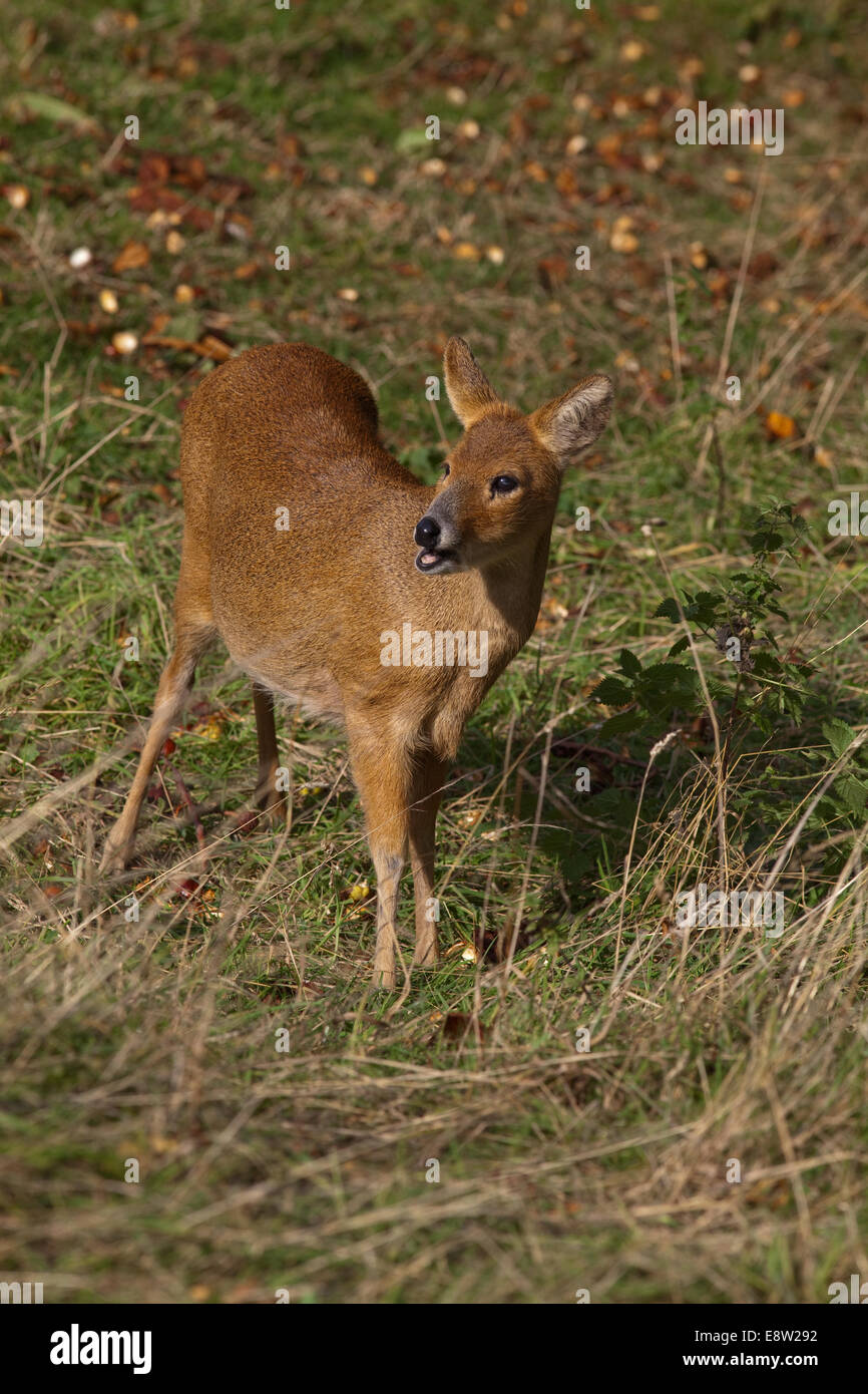 Chinese Water Deer (Hydropotes inermis). Free ranging, female eating fallen Horse Chestnut fruits (Aesculus hippocastanum). Stock Photo