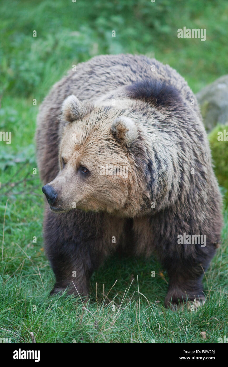 European Brown Bear (Ursus a. arctos). October. Weight is indicative of preparation oncoming winter sleep over. Whipsnade Zoo. Stock Photo