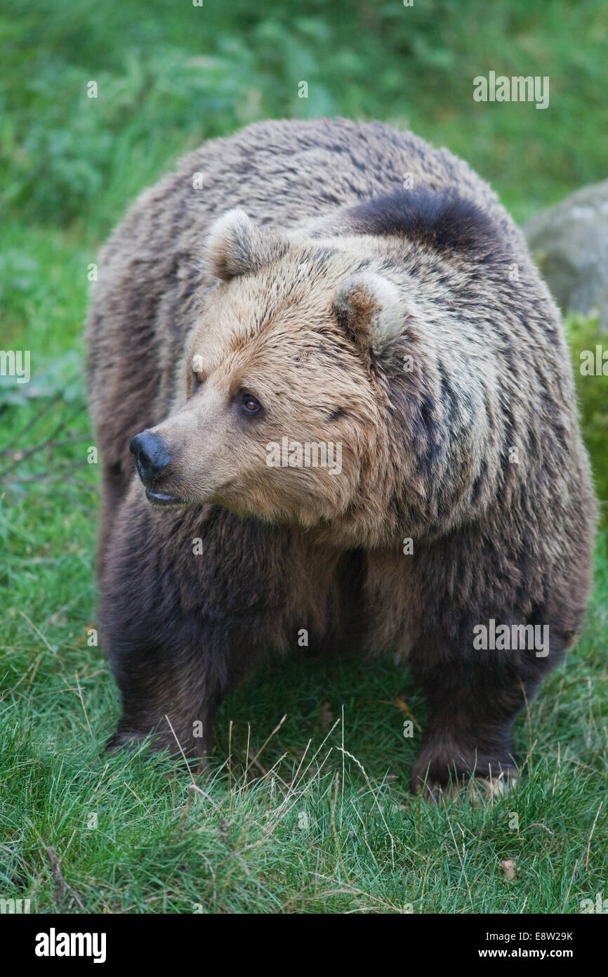 European Brown Bear (Ursus arctos arctos). In winter coat, well fed for surviving winter retreat, with attendant food shortage. Stock Photo
