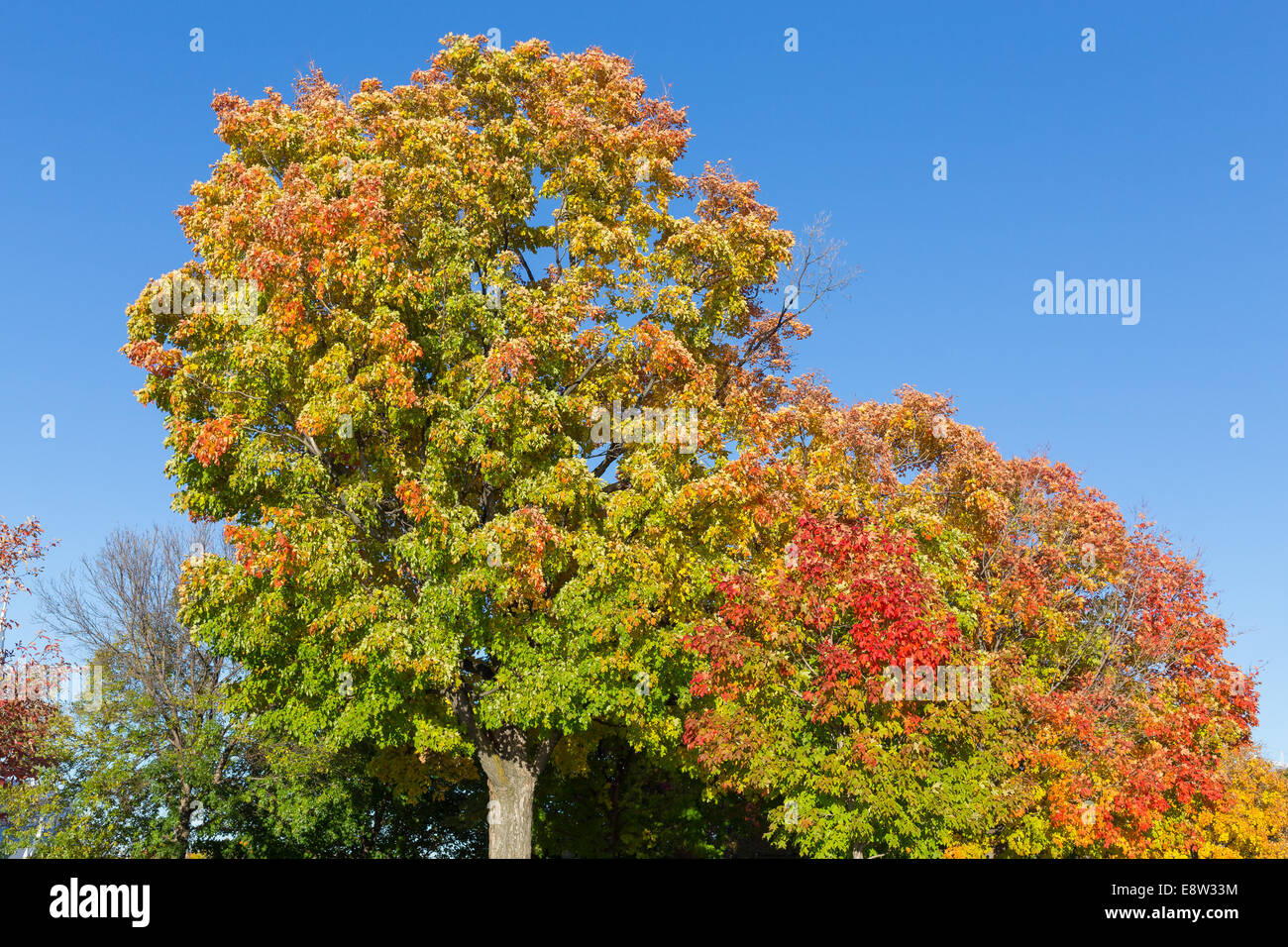 Autumn colored maple trees hi-res stock photography and images - Alamy