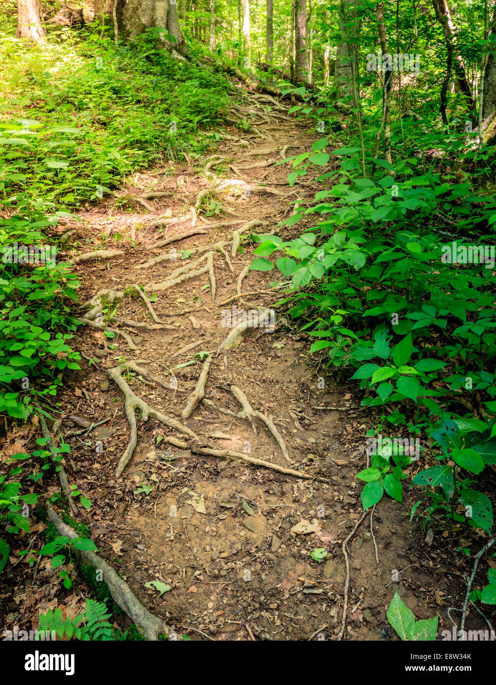Sheltowee Trace trail in Red River Gorge, Kentucky. Daniel Boone National Forest Stock Photo