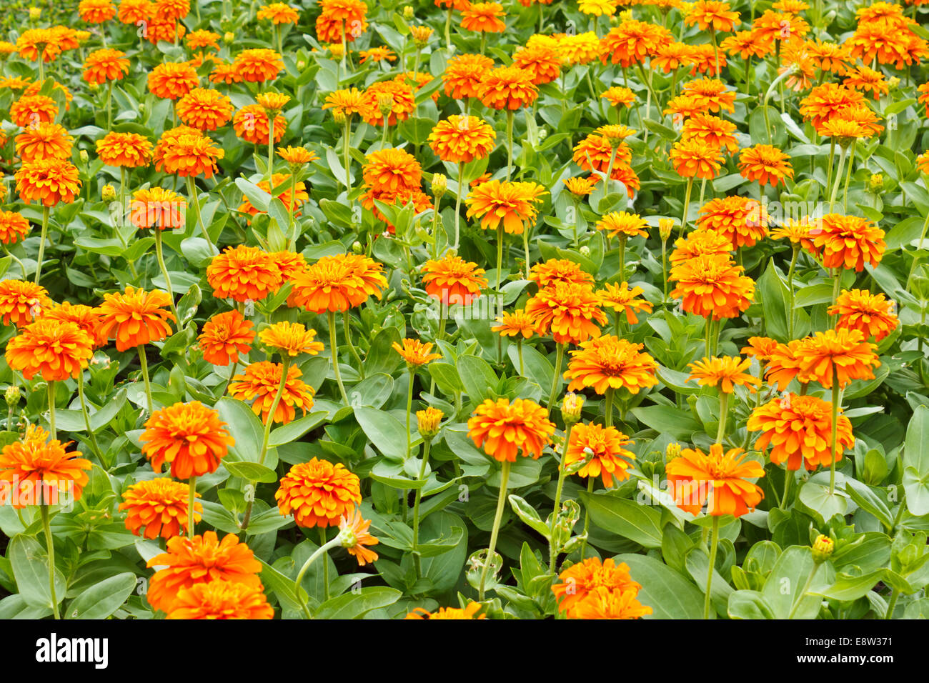 Lovely garden hi-res stock photography and images - Alamy