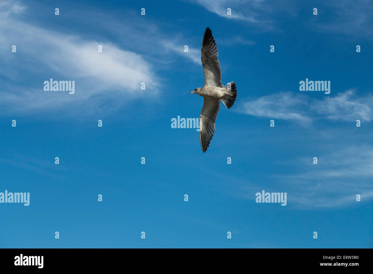 Seagull in the clouds. Stock Photo