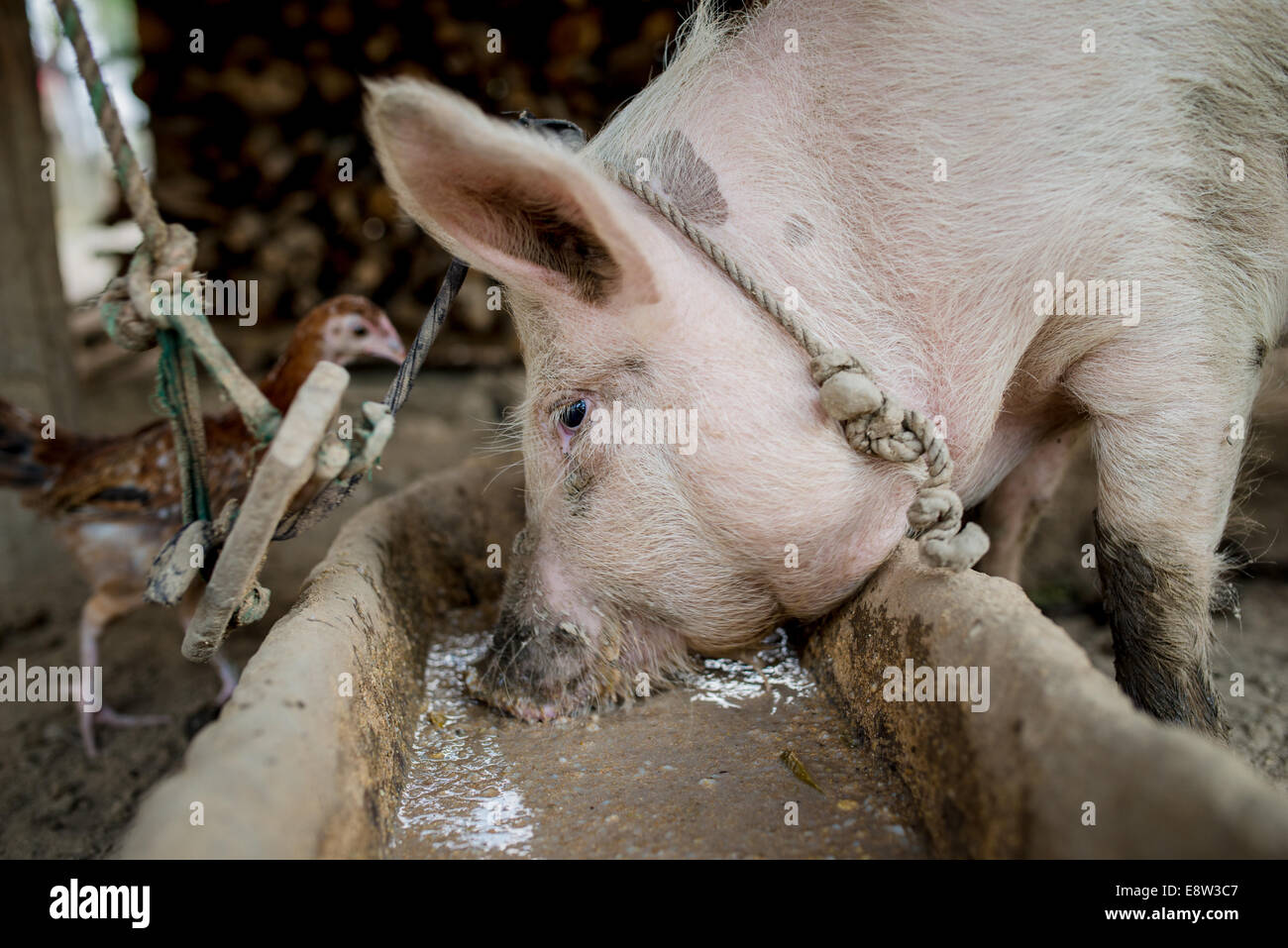 Pig eating from trough in Northern Myanmar Stock Photo Alamy