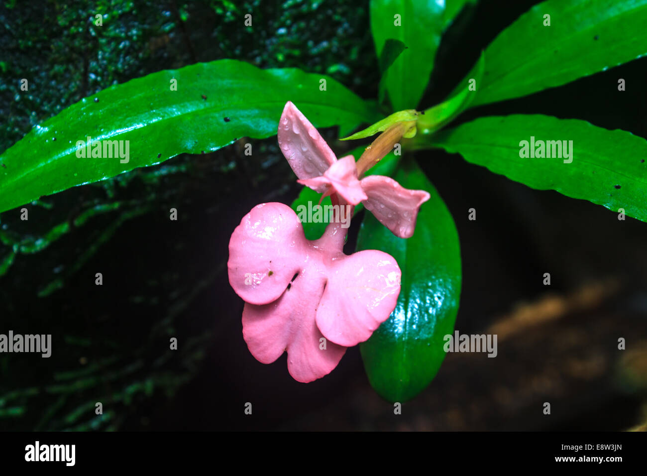 Lipped Habenaria, habennaria rhodocchelia hance from rainforest Stock Photo