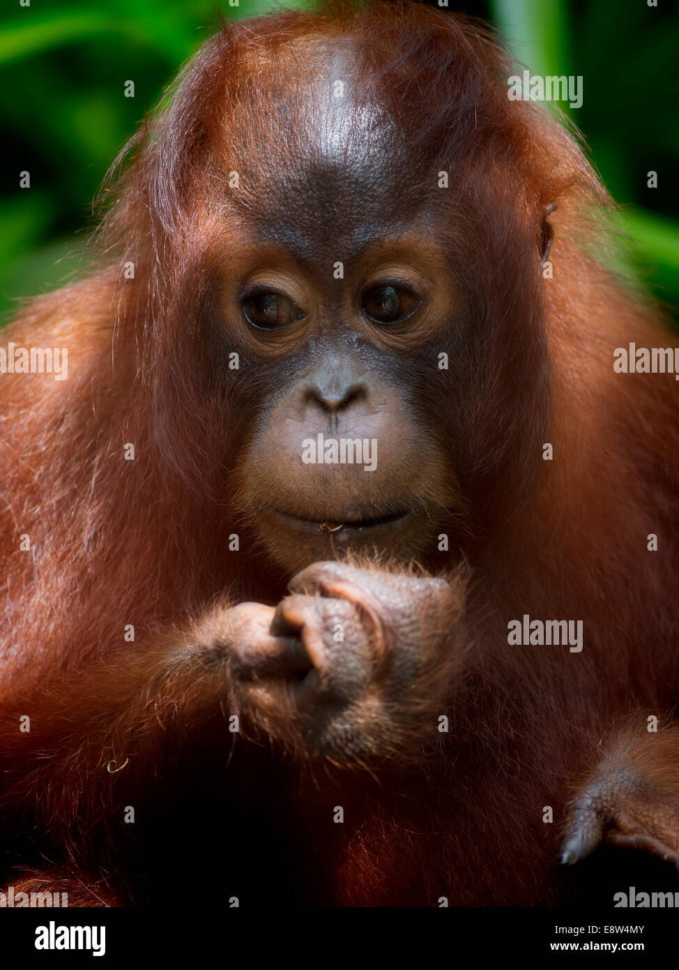 Borneo Orangutan Stock Photo