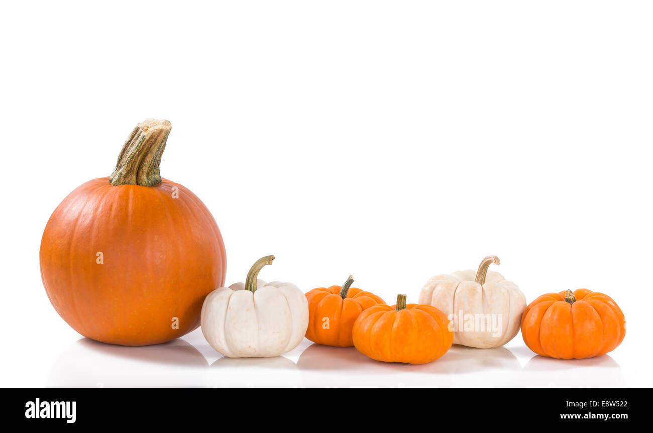 Pie pumpkin and mini pumpkins in a row against white background Stock Photo