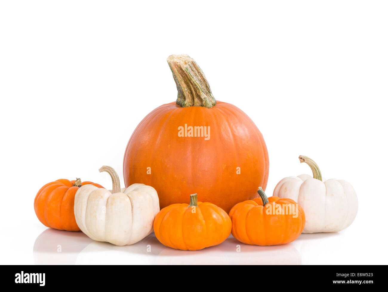 Pie pumpkin surrounded by mini pumpkins against white background Stock Photo