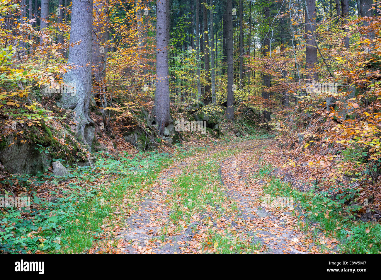 Path in the northern european autumn forest Stock Photo