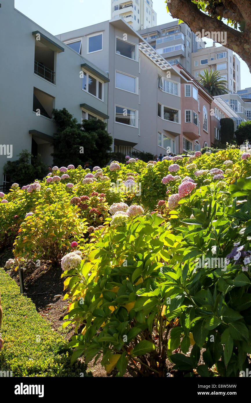 Flowers along Lombard Street, Russian Hill, San Francisco Stock Photo