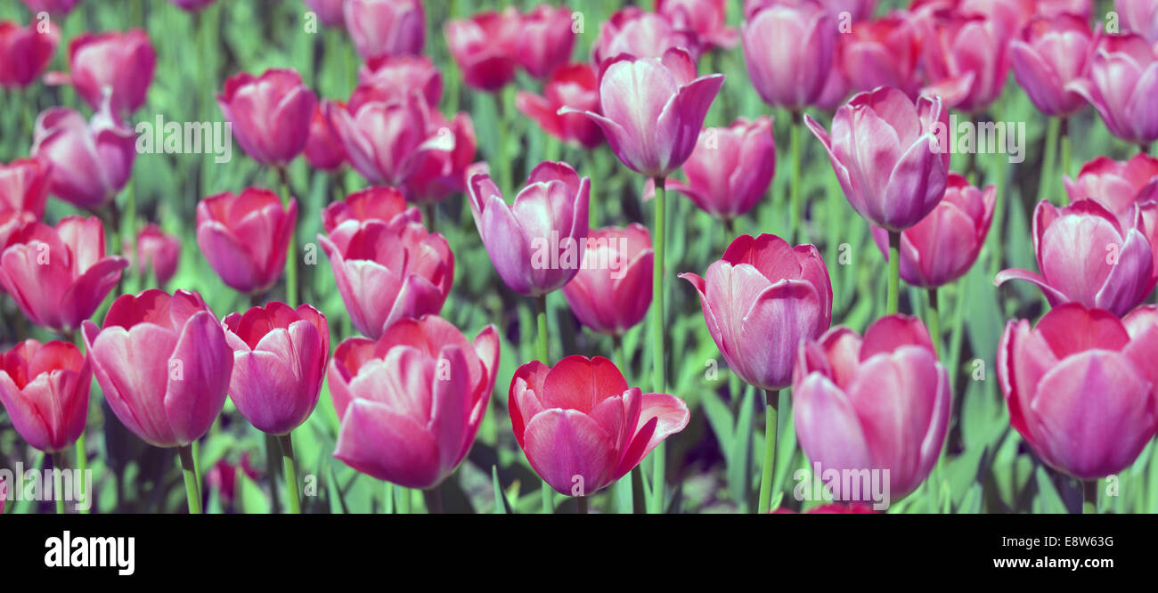 Red Tulip at Spring Stock Photo - Alamy