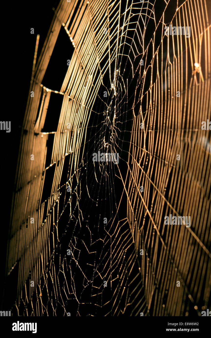 Spider silk engineering hi-res stock photography and images - Alamy