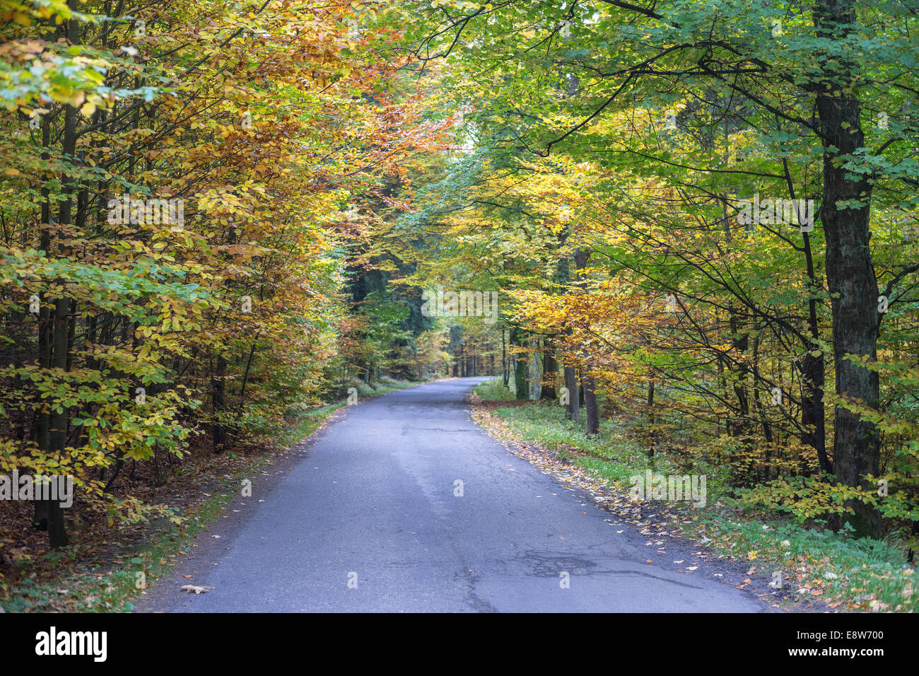Road in the autumn forest Stock Photo - Alamy
