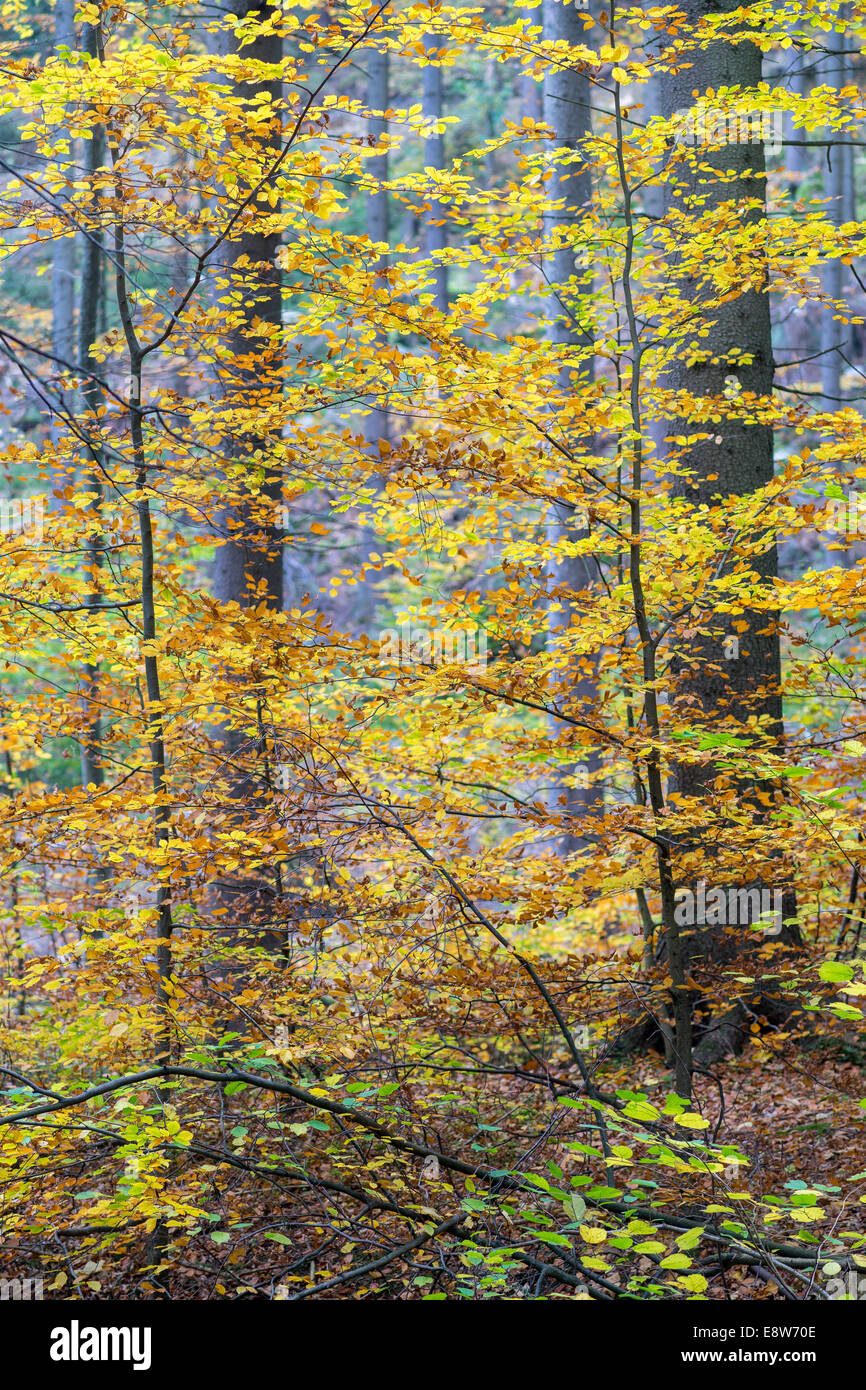 Yellow autumn beech trees Fagus sylvatica Stock Photo - Alamy