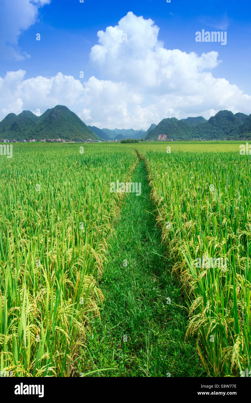 Harvest rice field footpath hi-res stock photography and images - Alamy