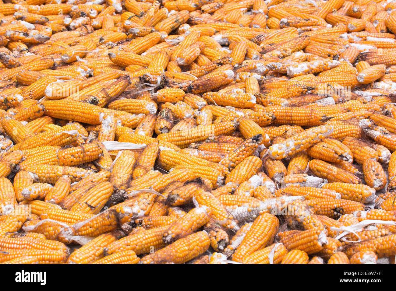 Pile of corns for animal feeding only Stock Photo Alamy