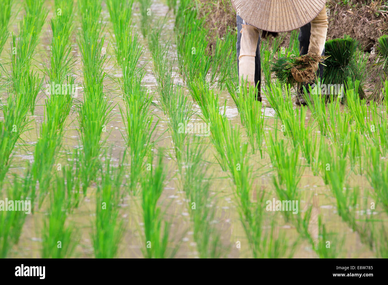 Vietnam Farmer transplant rice seedlings on the plot field Stock Photo ...