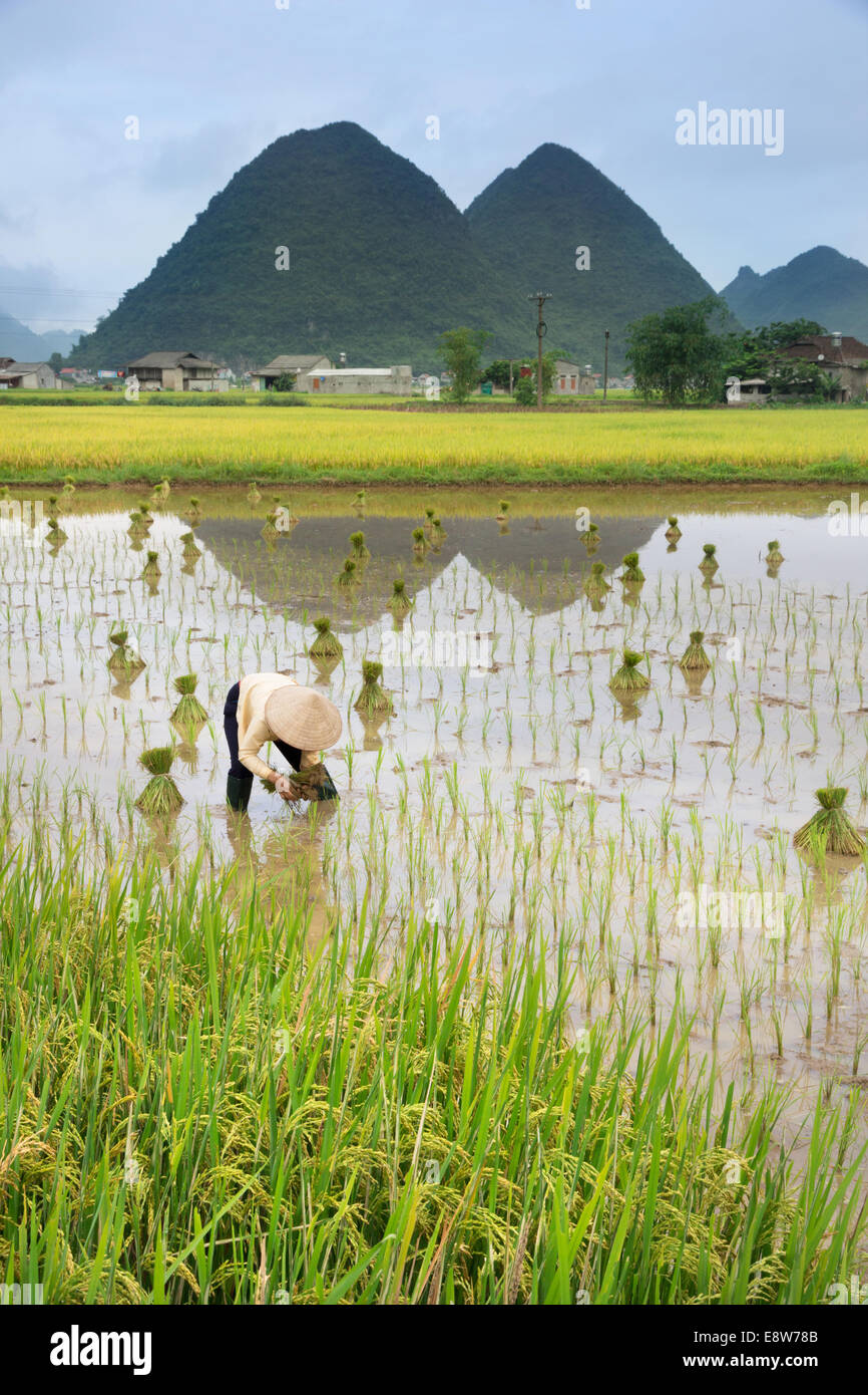 Vietnam Farmer transplant rice seedlings on the plot field Stock Photo